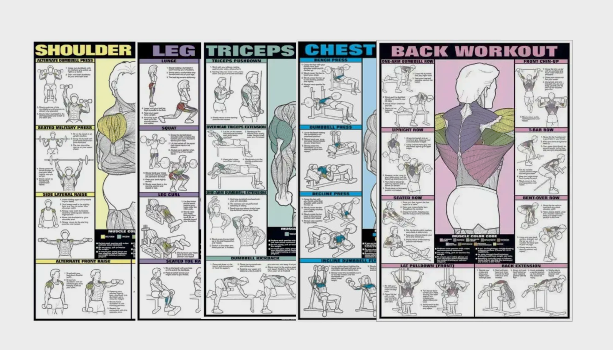 Barbell Workout Chart Back And Bicep Free Weight Workout Exercise