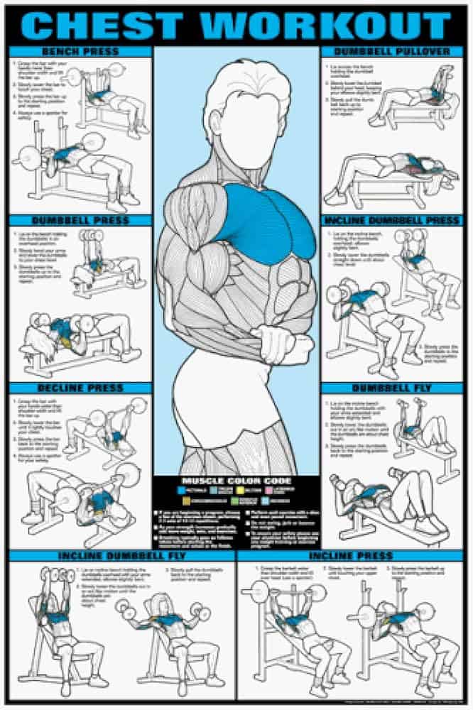 CHEST TRAINING POSTER